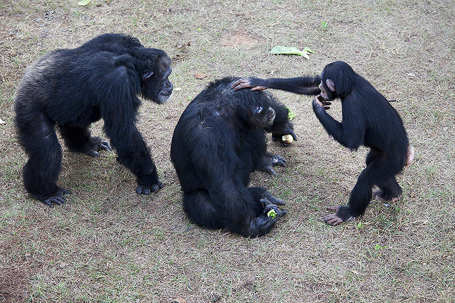 Why fewer chimps are being used as guinea pigs - CSMonitor.com